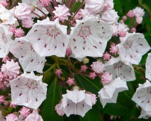 Is mountain laurel cheap poisonous to dogs